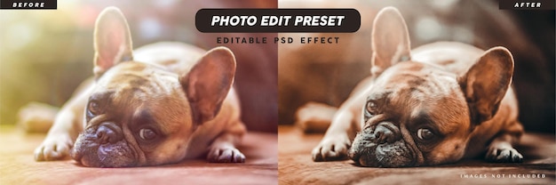 PSD filtre prédéfini d'édition de photos pour la conception de modèles de bannières d'animalerie