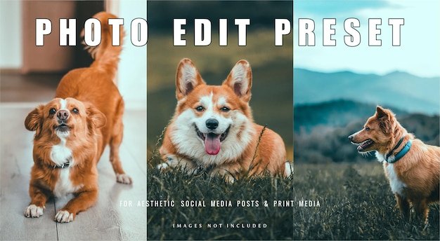 Filtro preimpostato per la modifica delle foto per il banner dei post sui social media per cani