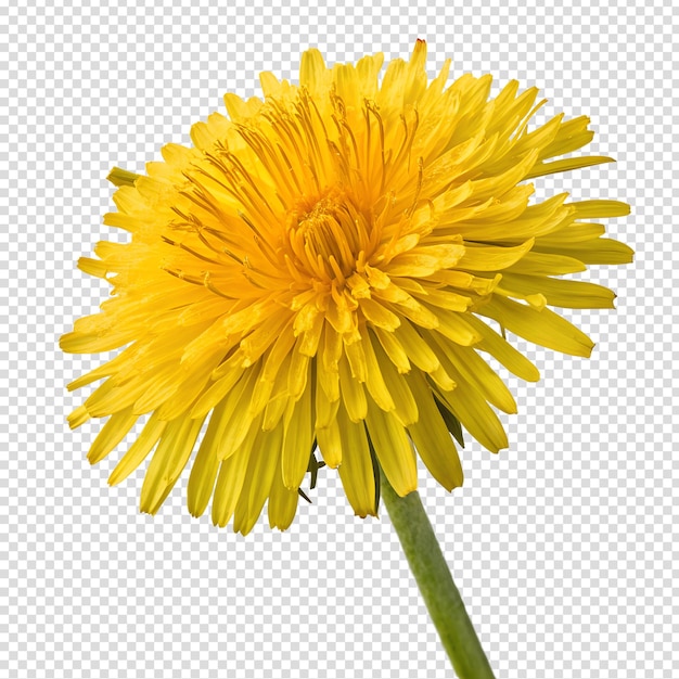 Fiore di dente di leone giallo isolato su uno sfondo trasparente elemento floreale del fiore primaverile