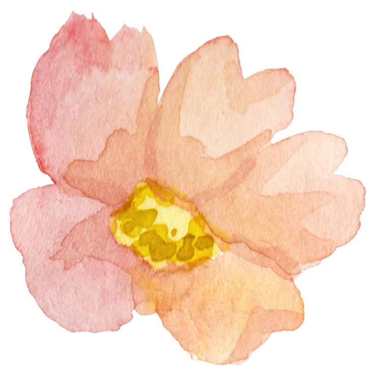 PSD fiore di dogrose dipinto ad acquerello elemento di design disegnato a mano isolato su uno sfondo trasparente