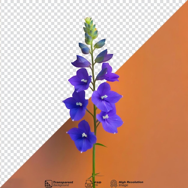 Fiore di larkspur isolato su uno sfondo trasparente