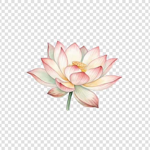 fiore di loto in acquerello disegnato a mano isolato su sfondo bianco