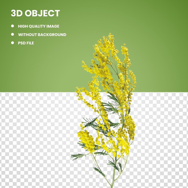 Fiore di mimosa1