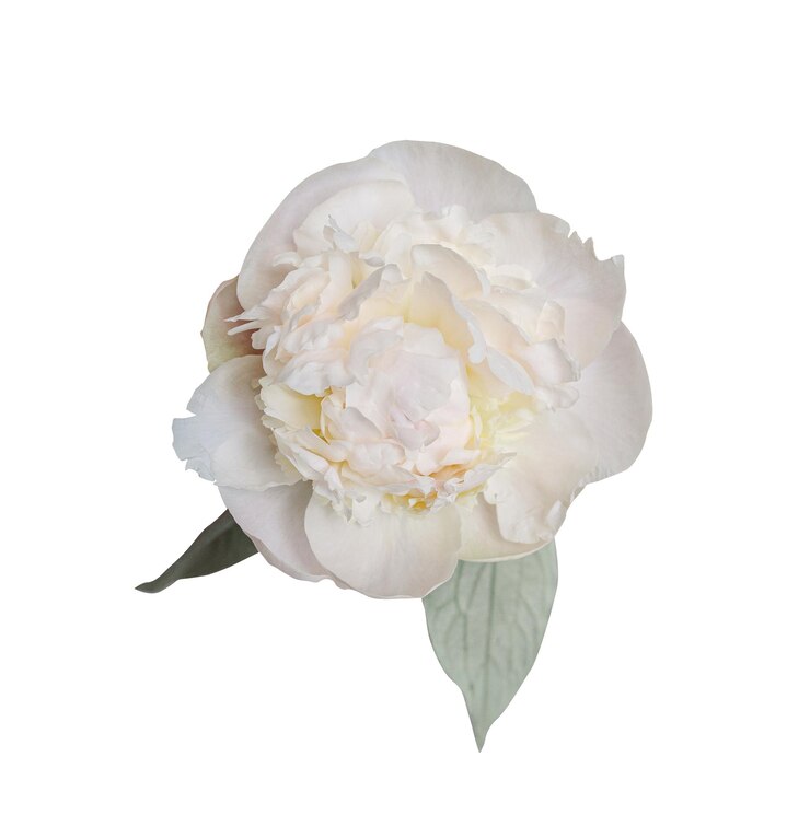 PSD fiore di primavera di peonia bianca isolato su sfondo bianco close up per il design natura