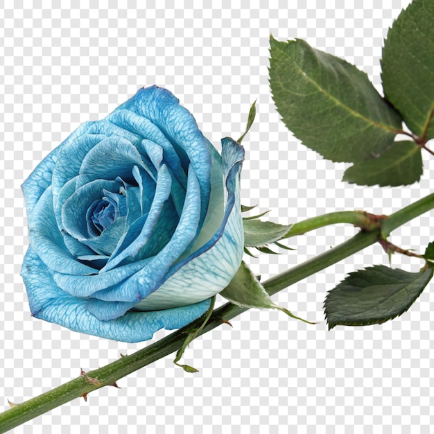Fiore di rosa png isolato su sfondo trasparente