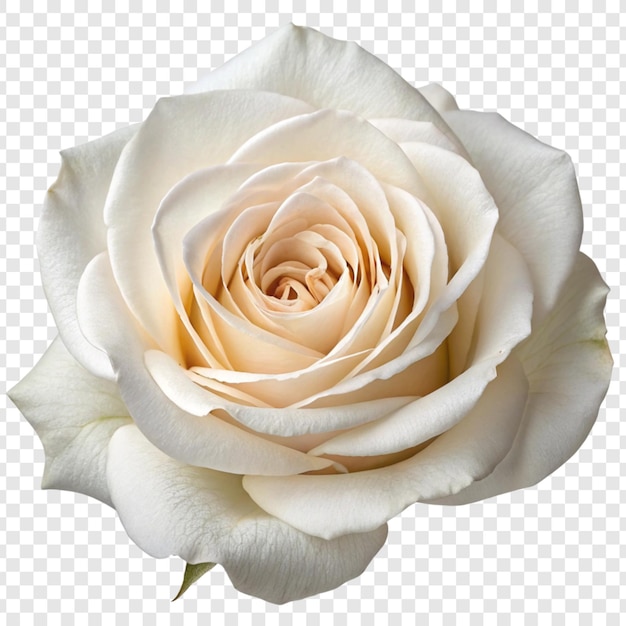 Fiore di rosa png isolato su sfondo trasparente