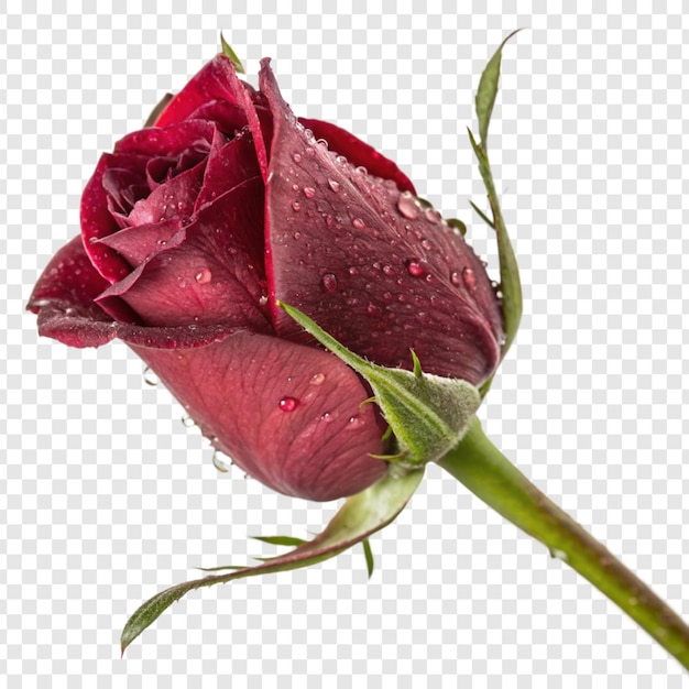 Fiore di rosa png isolato su sfondo trasparente