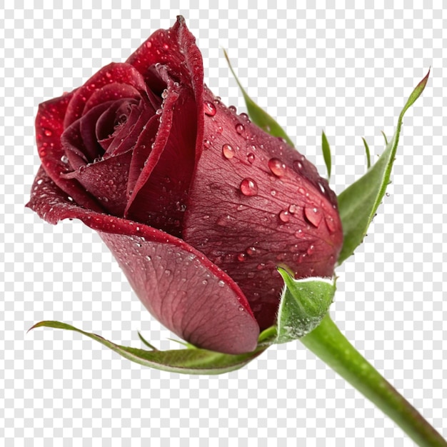 Fiore di rosa png isolato su sfondo trasparente