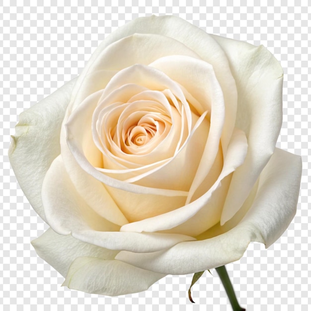 Fiore di rosa png isolato su sfondo trasparente