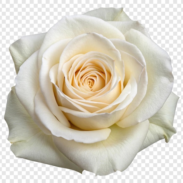 Fiore di rosa png isolato su sfondo trasparente