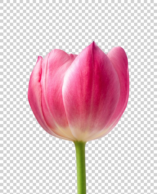 fiore di tulipano rosa isolato su uno sfondo trasparente