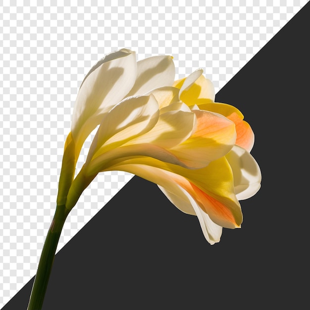 Fiore isolato su uno sfondo trasparente