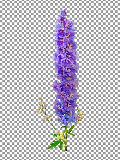 Fiore viola delphinium su sfondo trasparente