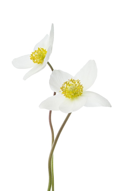 Fiori bianchi di anemone primaverile su uno sfondo bianco isolato