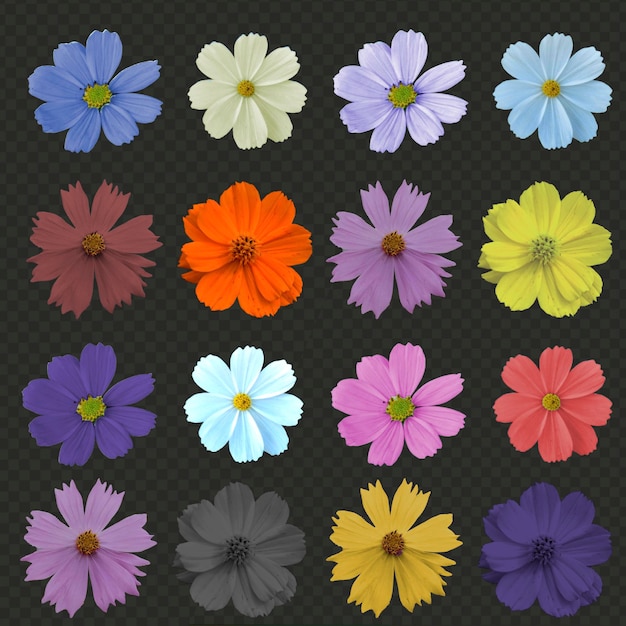 Fiori colorati isolati sfondo psd