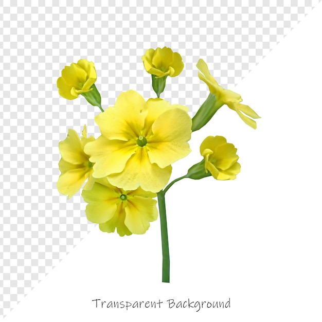 Fiori con sfondo trasparente