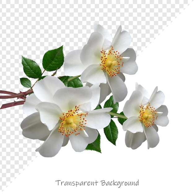 Fiori con sfondo trasparente