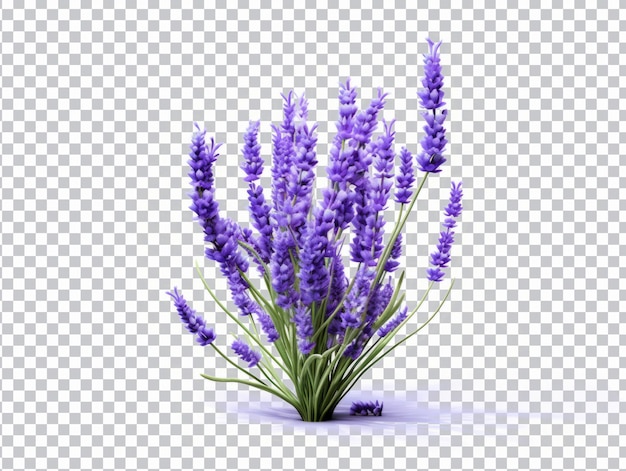 Fiori di lavanda png