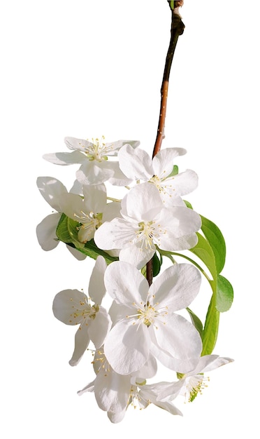 Fiori di mele sul ramo