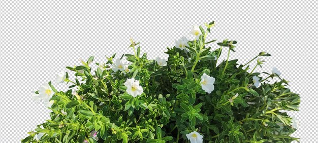 Fiori di petunia bianca isolati su un percorso di taglio a sfondo trasparente