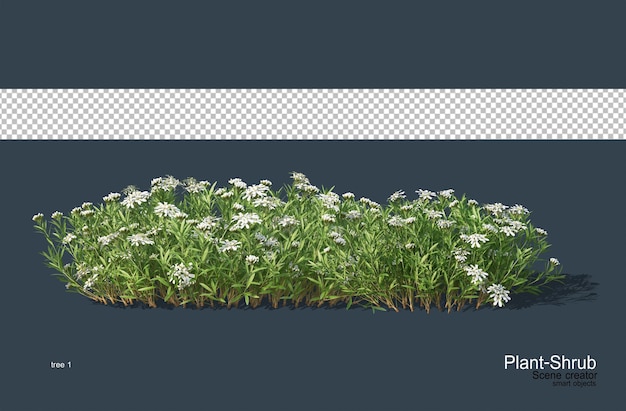 Fiori e arbusti per decorare il giardino