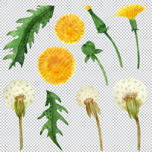 Fiori e foglie di tarassaco. Illustrazione dell'acquerello scozzese. Qualsiasi simbolo floreale della Scozia.