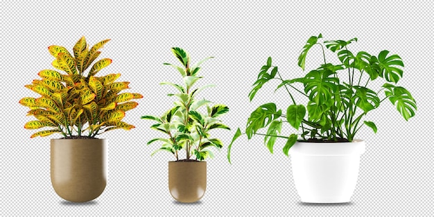 Fiori in vaso nella rappresentazione 3d isolata
