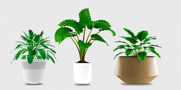 Fiori in vaso nella rappresentazione 3d isolata