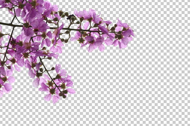 Fiori tropicali dell'albero e primo piano del ramo isolato