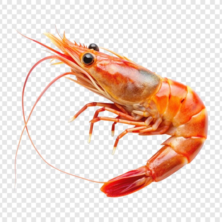 PSD firecracker shrimp focus sur le sujet avec un fond blanc