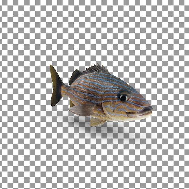 PSD fish top psd 3d sur un fond isolé et transparent