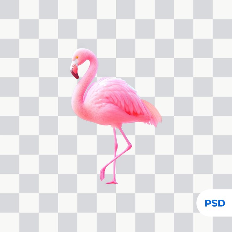 PSD el flamenco aislado en un fondo transparente pájaro tropical rosa vida silvestre naturaleza