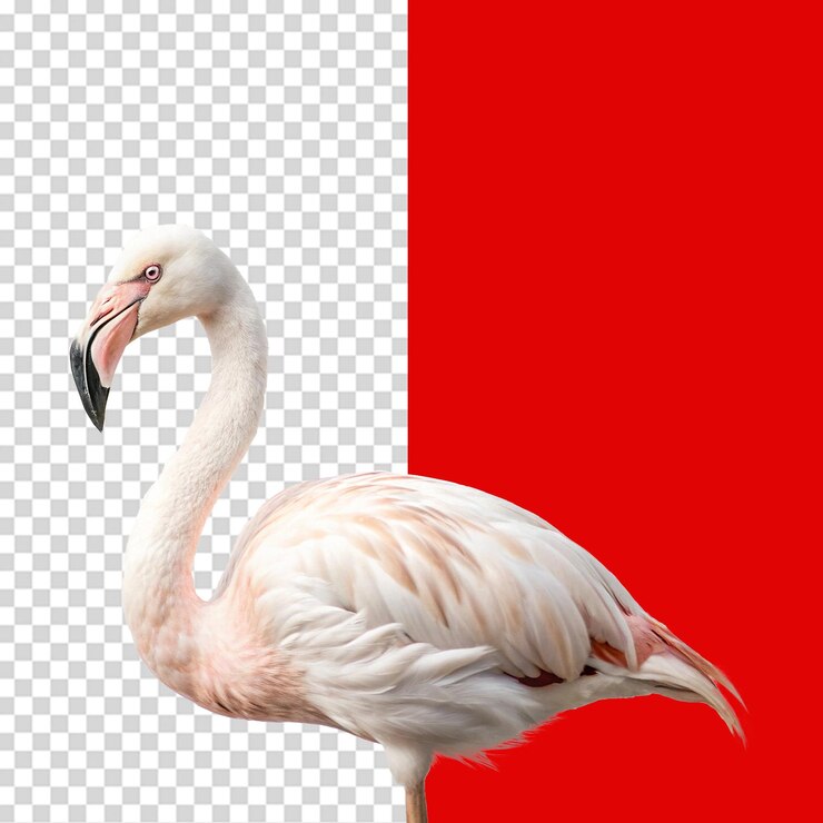 PSD flamingo aislado sobre un fondo transparente