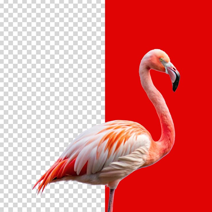 PSD flamingo aislado sobre un fondo transparente