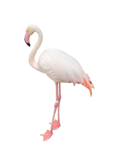 PSD flamingo auf weißem hintergrund isoliert