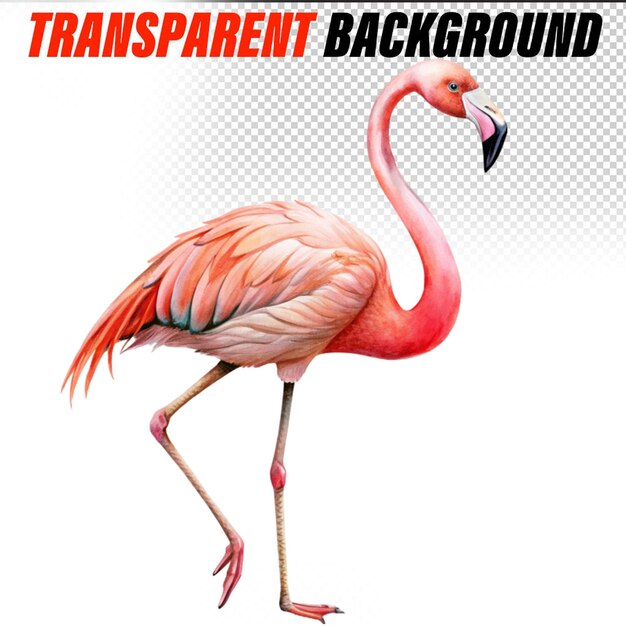 PSD flamingo