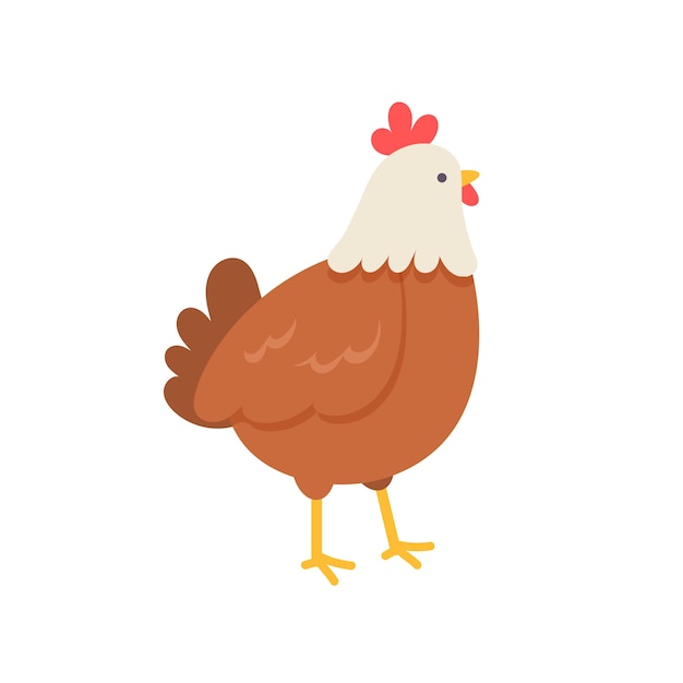 Flat design chicken isolated
