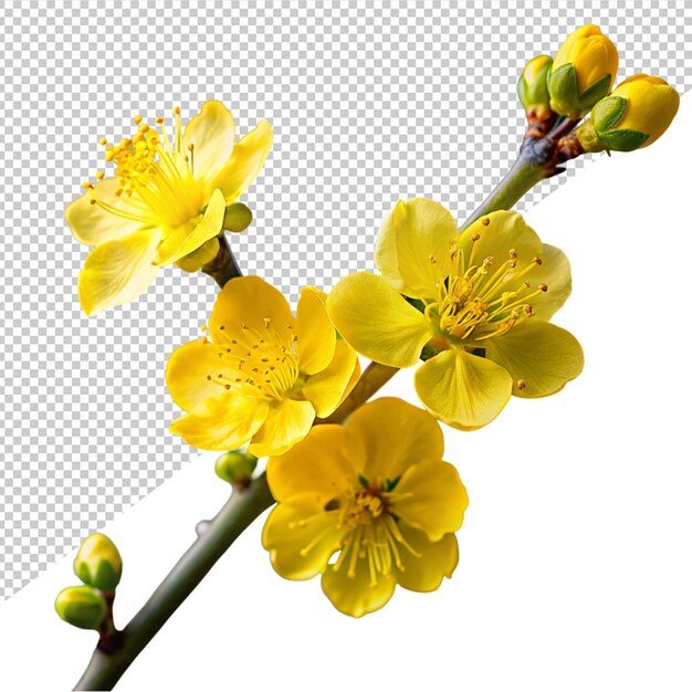 PSD fleur d'abricot jaune sur un fond transparent