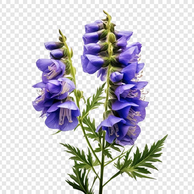 PSD fleur d'aconitum isolée sur un fond transparent