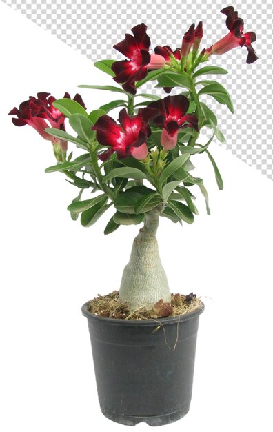 Plante En Pot Fleur Rouge Desert Rose