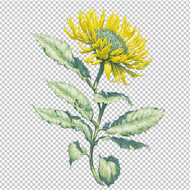 Fleur aquarelle