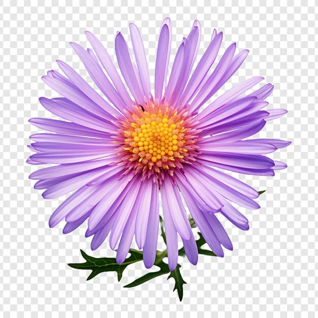 PSD fleur d'aster isolée sur un fond transparent