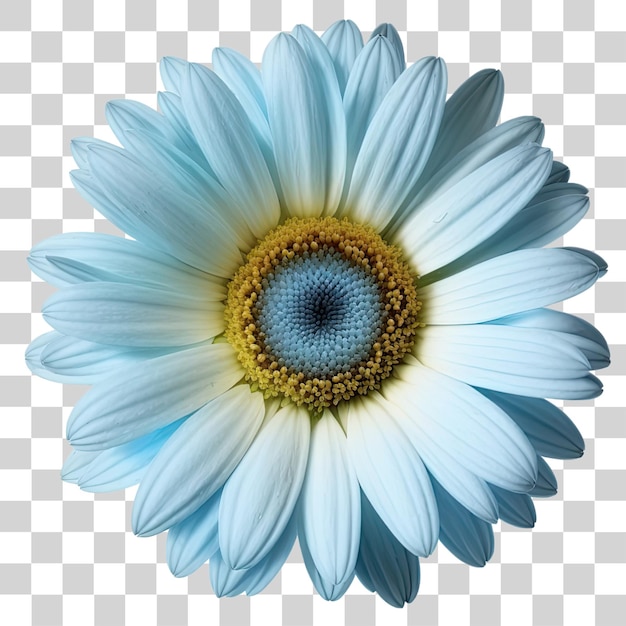 Fleur Blanche Et Bleue Sur Fond Transparent, Fleur Blanche Et Bleue, Fleur Blanche Png Clipart