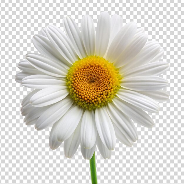 PSD une fleur blanche avec un centre jaune sur un fond transparent