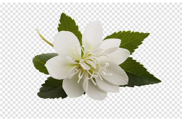 PSD une fleur blanche