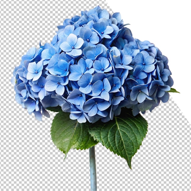 une fleur bleue est montrée dans une photo