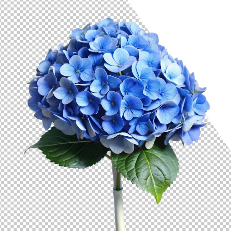 PSD une fleur bleue est montrée dans une photo