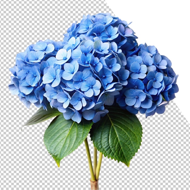 une fleur bleue est montrée dans une photo