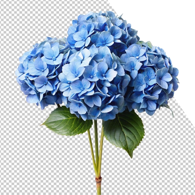 une fleur bleue est montrée dans une photo