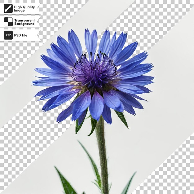 PSD une fleur bleue est représentée sur un fond blanc avec une image d'une fleur bleu